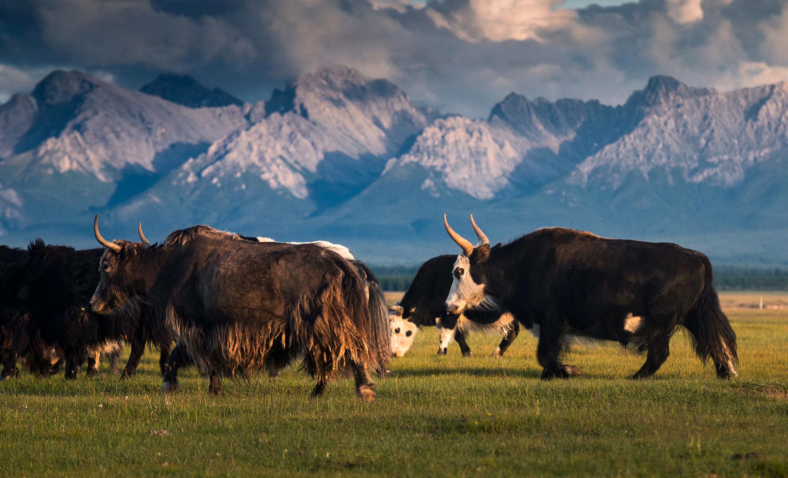 Mongolian camels